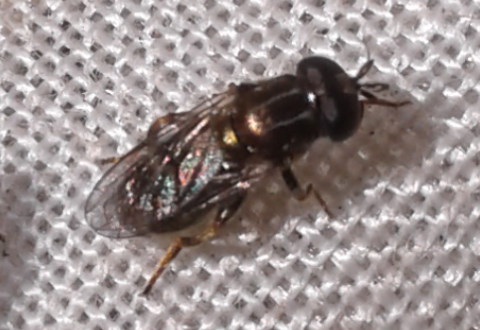 Syrphidae : Eumerus sp.?  S